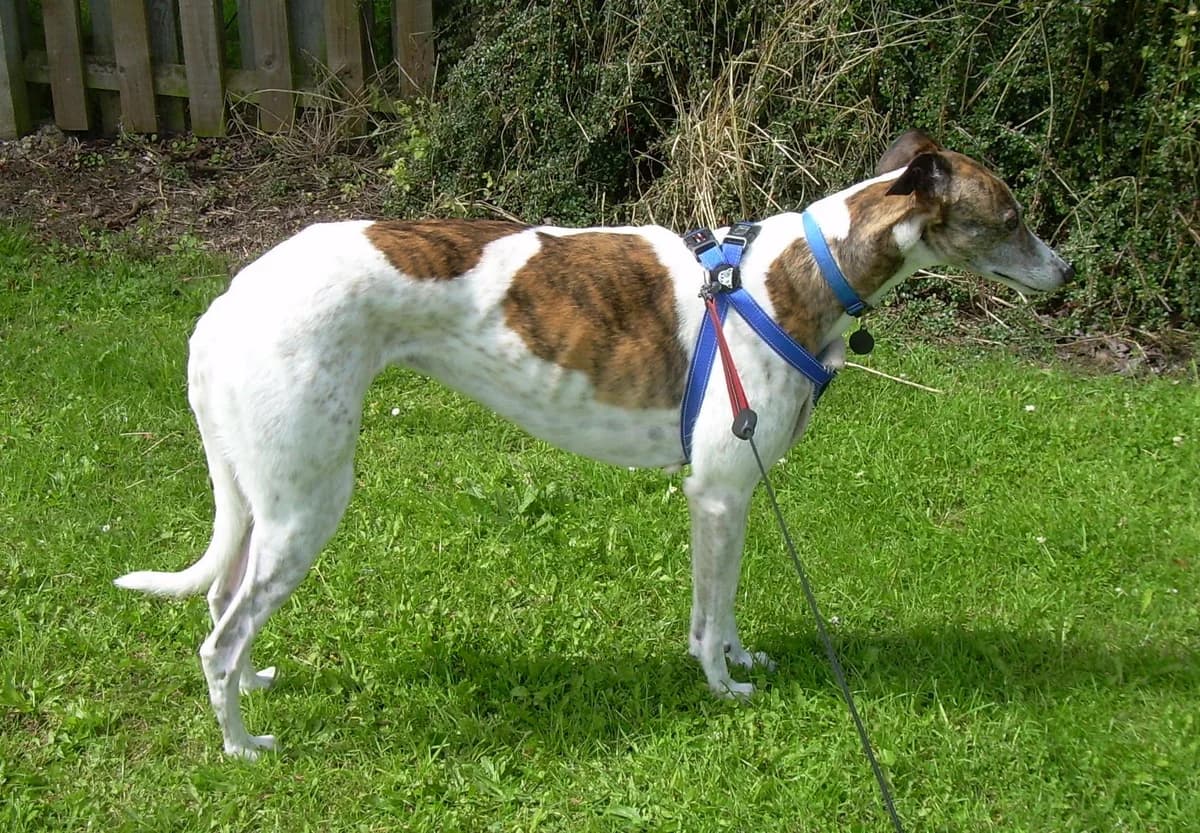Biscuit, senior Greyhound for adoption at Fen Bank Greyhound Sanctuary, Friskney