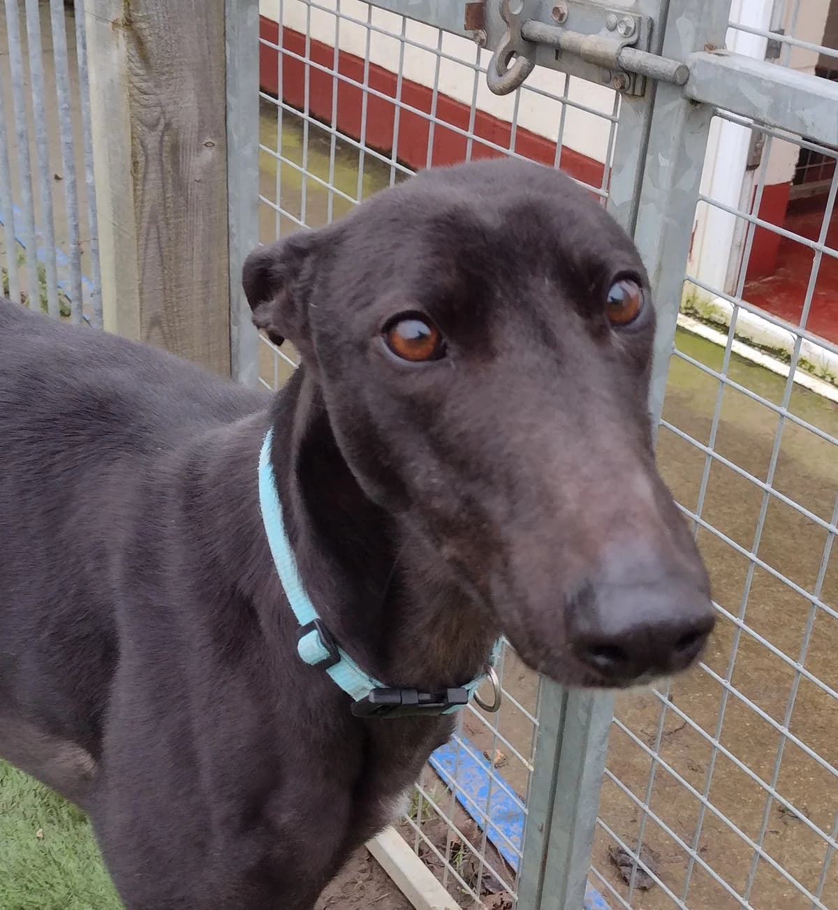 Bertie Homed, 7yo Greyhound for adoption at Fen Bank Greyhound Sanctuary, Friskney