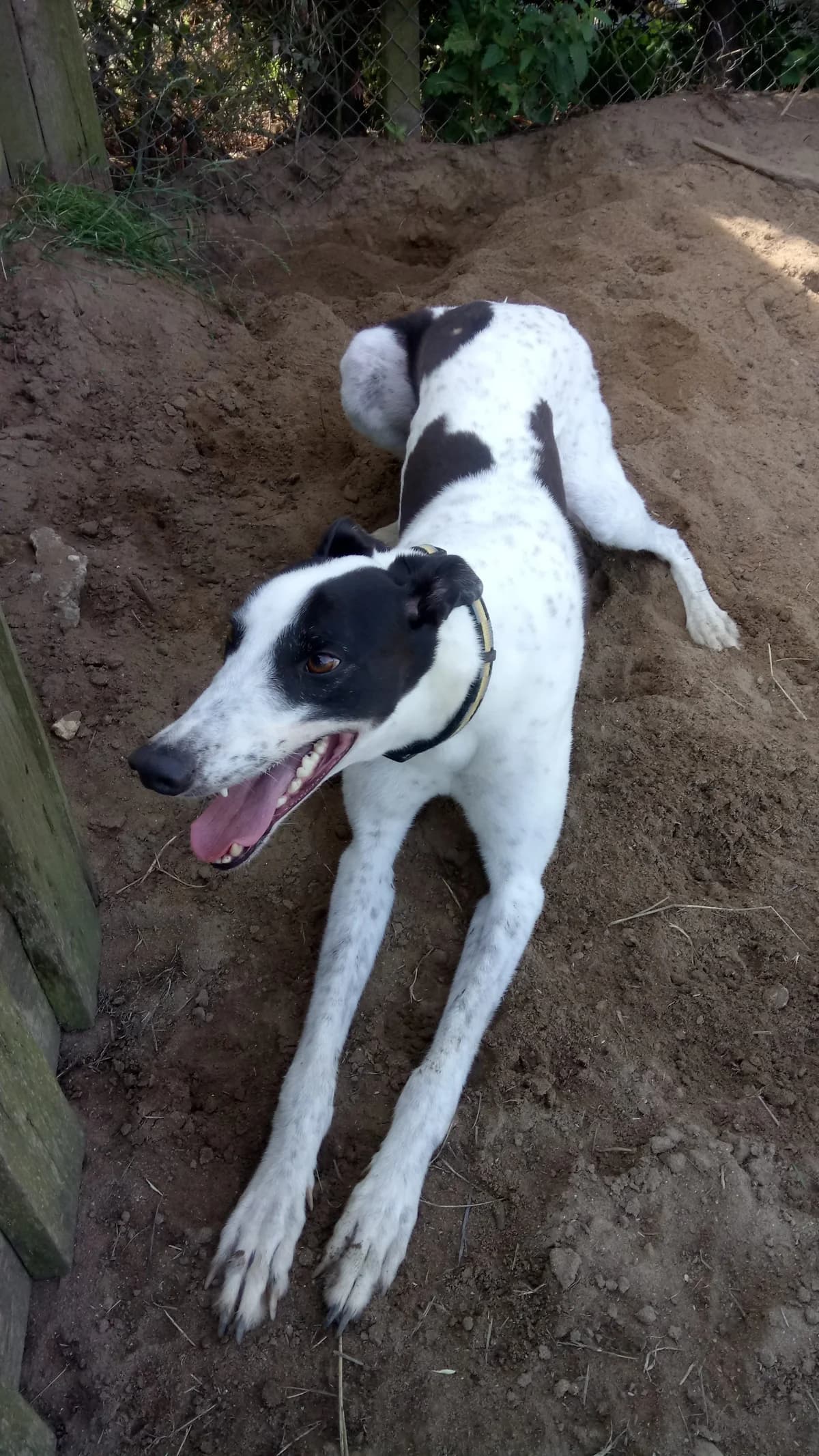 Ross Homed, Greyhound for adoption at Fen Bank Greyhound Sanctuary, Friskney
