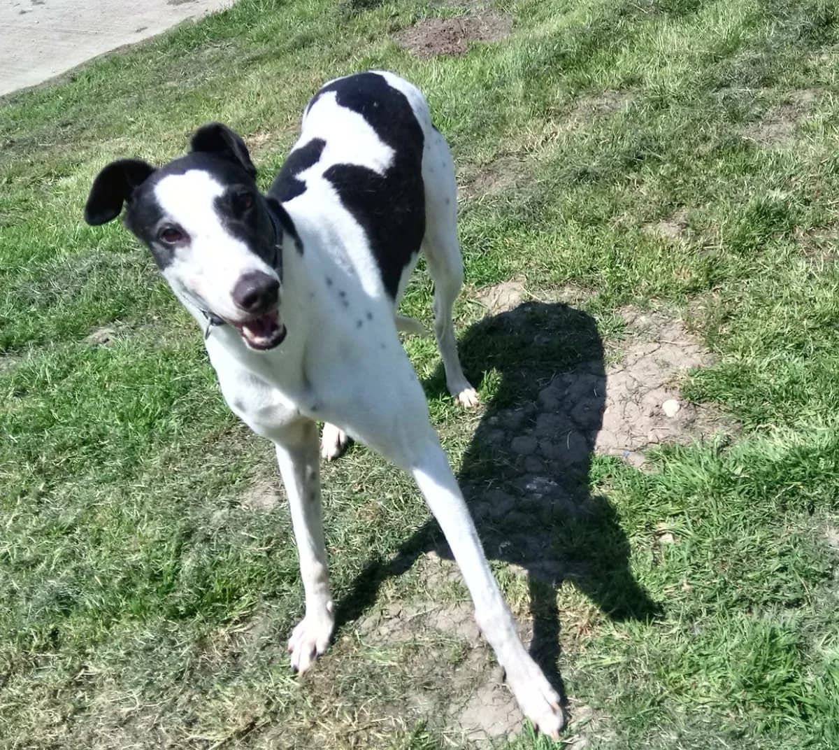 Erin, senior Greyhound for adoption at Fen Bank Greyhound Sanctuary, Friskney