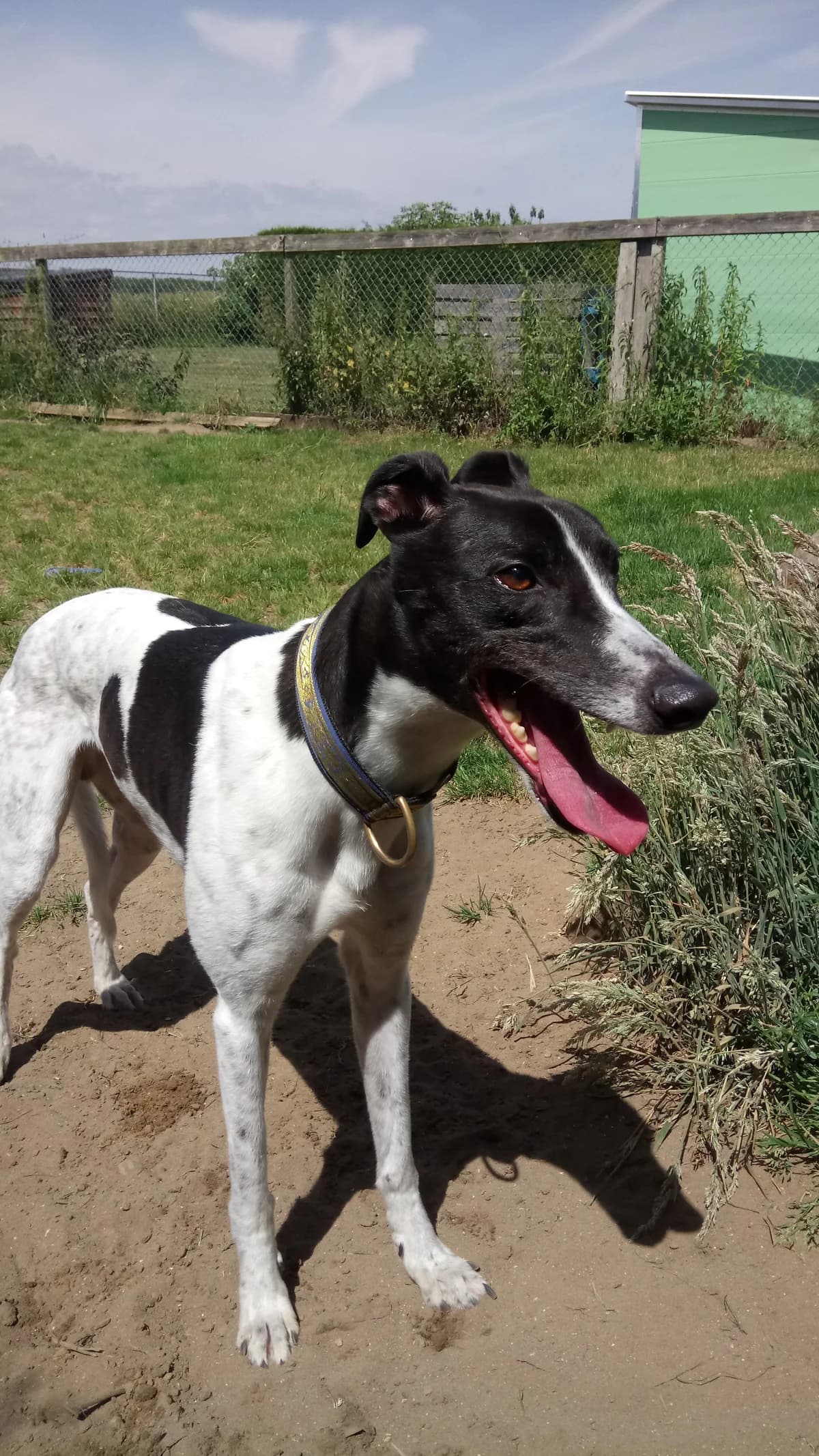 Joe HOMED, senior Greyhound for adoption at Fen Bank Greyhound Sanctuary, Friskney