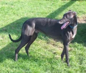 Bob, senior Greyhound for adoption at Fen Bank Greyhound Sanctuary, Friskney