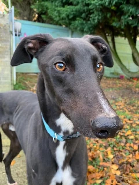 Ross Homed, 7yo Greyhound for adoption at Fen Bank Greyhound Sanctuary, Friskney