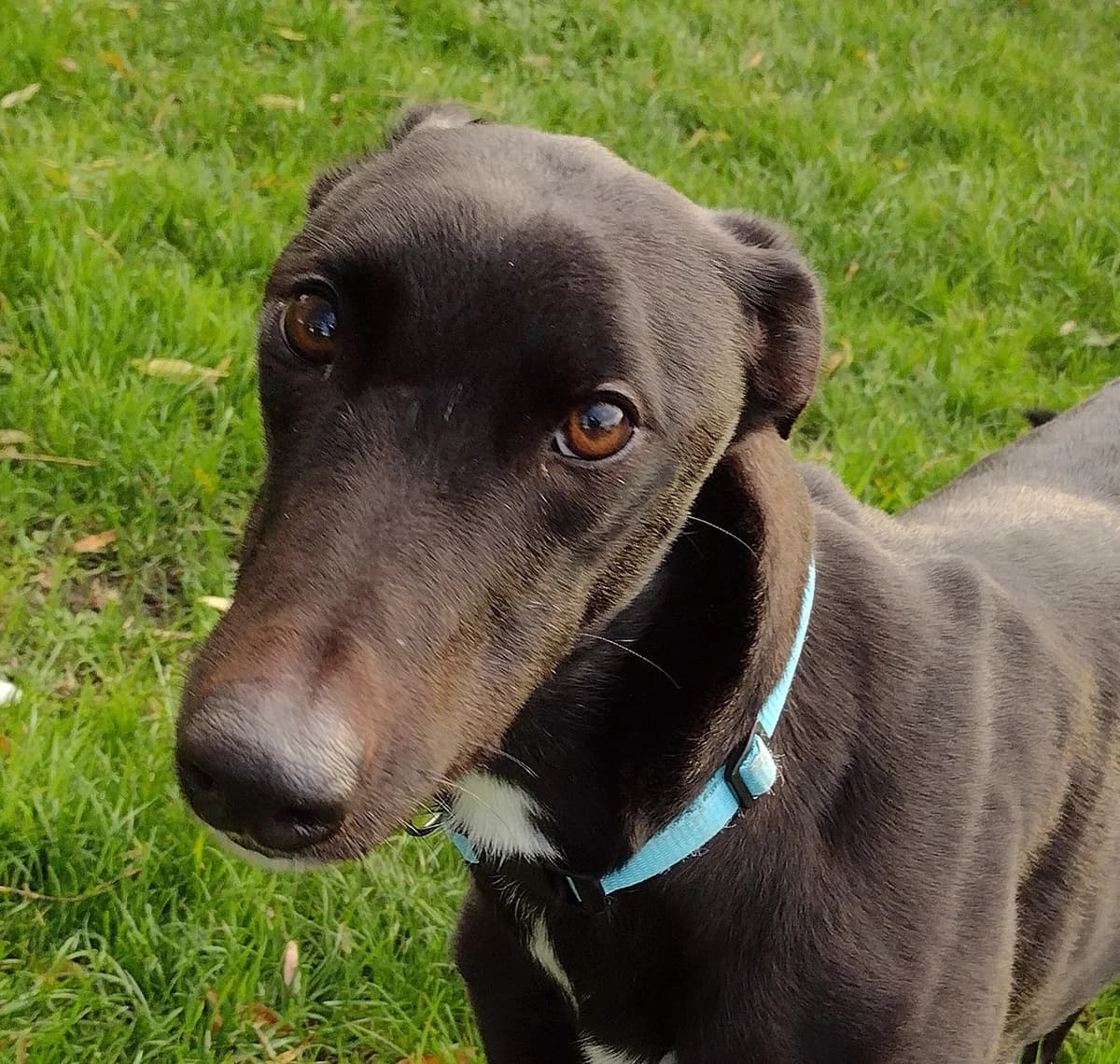 Blaze Homed, 7yo Greyhound for adoption at Fen Bank Greyhound Sanctuary, Friskney