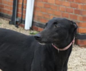 Belinda, 5yo Greyhound for adoption at Fen Bank Greyhound Sanctuary, Friskney