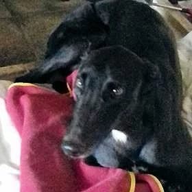 Rose (was Petal), senior Greyhound for adoption at Fen Bank Greyhound Sanctuary, Friskney