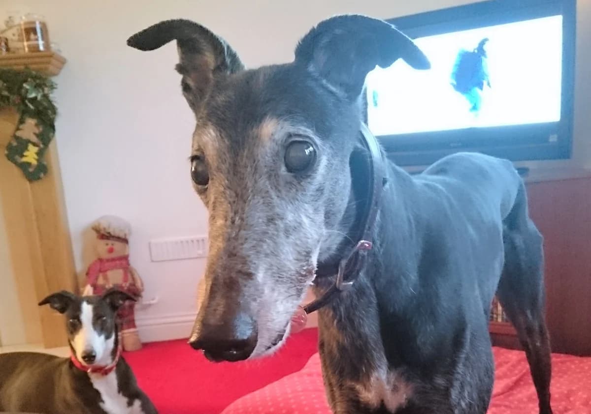 Kewell, senior Greyhound for adoption at Fen Bank Greyhound Sanctuary, Friskney