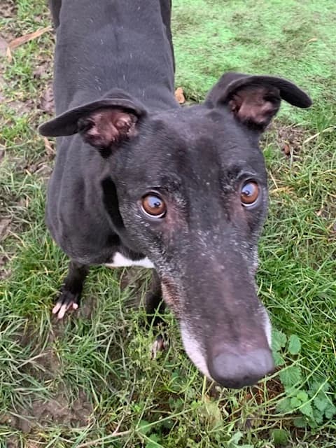 Vaughn Homed, senior Greyhound for adoption at Fen Bank Greyhound Sanctuary, Friskney