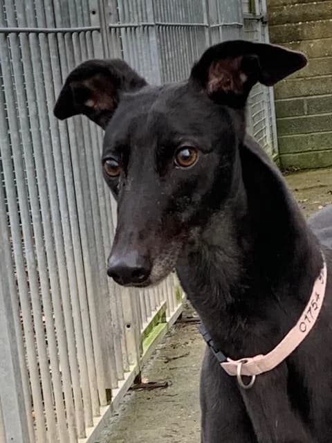 Ciara HOMED, senior Greyhound for adoption at Fen Bank Greyhound Sanctuary, Friskney
