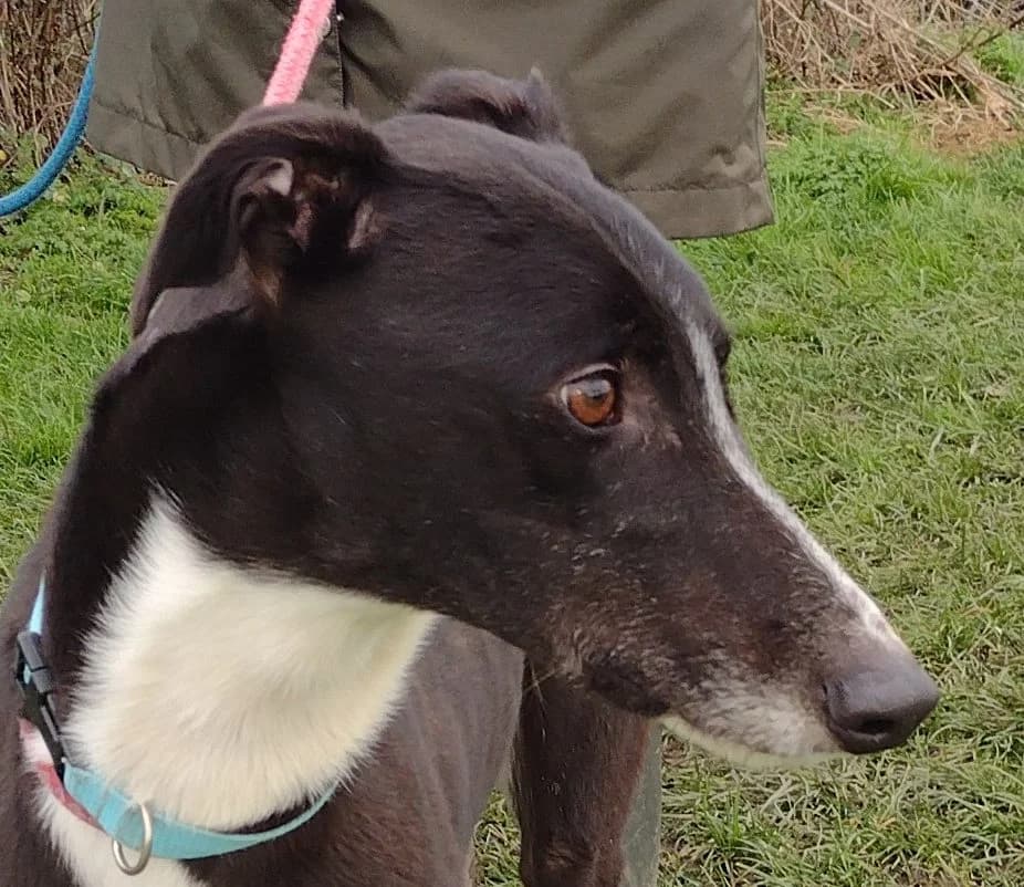 Timmy Homed, 7yo Greyhound for adoption at Fen Bank Greyhound Sanctuary, Friskney