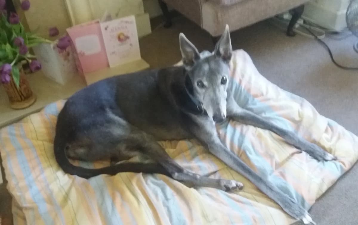 Blue, senior Greyhound for adoption at Fen Bank Greyhound Sanctuary, Friskney