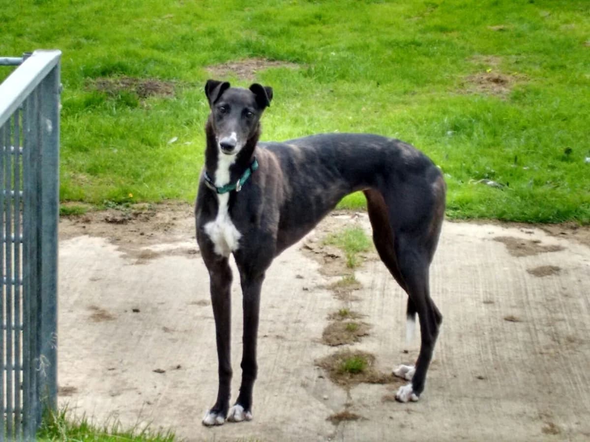 Ellie Homed, senior Greyhound for adoption at Fen Bank Greyhound Sanctuary, Friskney