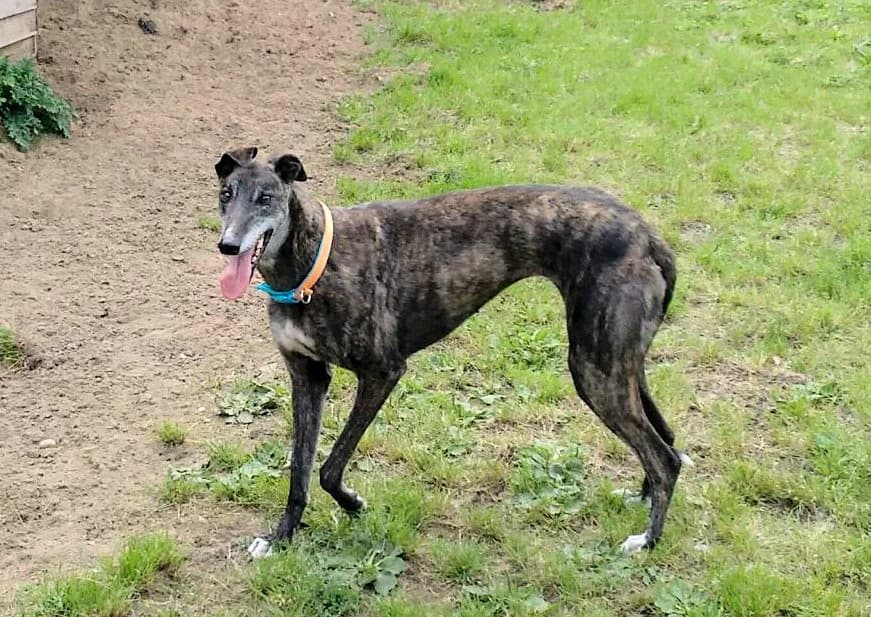 Jenni Homed, senior Greyhound for adoption at Fen Bank Greyhound Sanctuary, Friskney