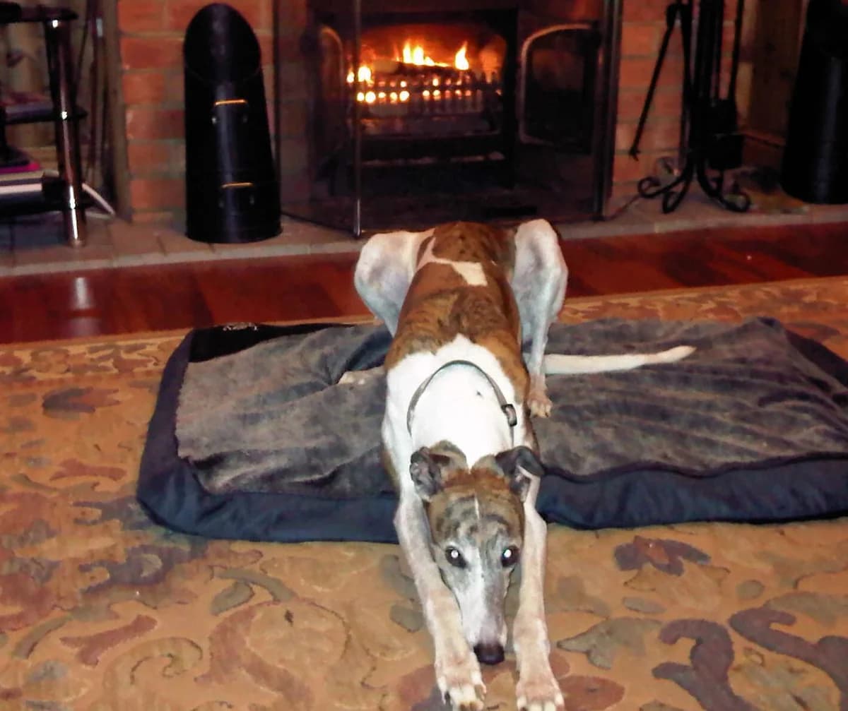 PENNY, senior Greyhound for adoption at Fen Bank Greyhound Sanctuary, Friskney
