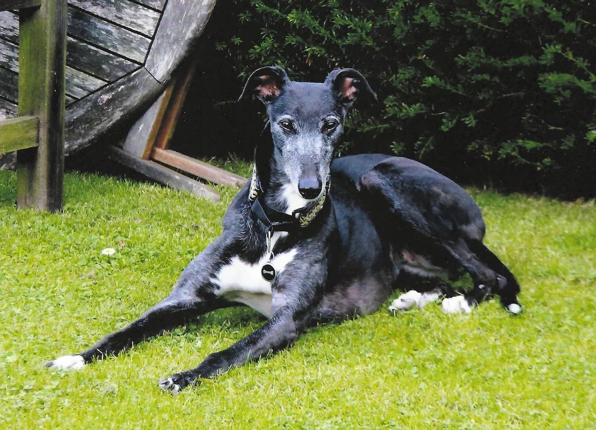 Trevi, senior Greyhound for adoption at Fen Bank Greyhound Sanctuary, Friskney