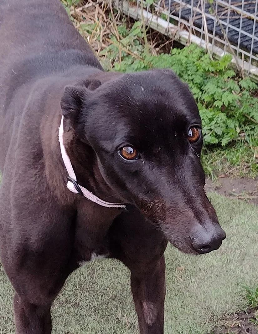 OTI Homed, senior Greyhound for adoption at Fen Bank Greyhound Sanctuary, Friskney
