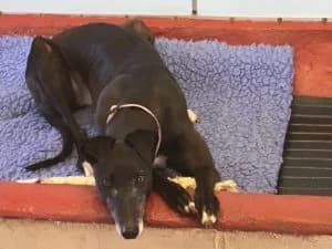 Pippa Homed, Greyhound for adoption at Fen Bank Greyhound Sanctuary, Friskney