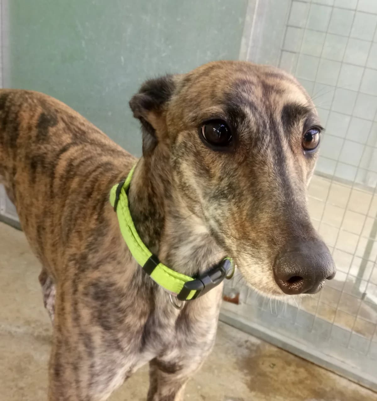 Sally HOMED, Greyhound for adoption at Fen Bank Greyhound Sanctuary, Friskney