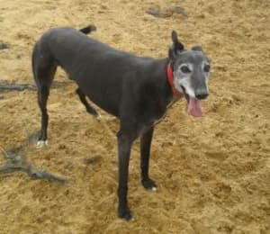 Jack, senior Greyhound for adoption at Fen Bank Greyhound Sanctuary, Friskney