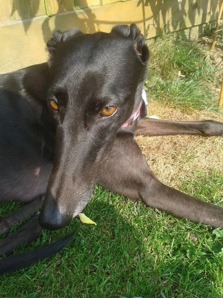 Roxy, senior Greyhound for adoption at Fen Bank Greyhound Sanctuary, Friskney