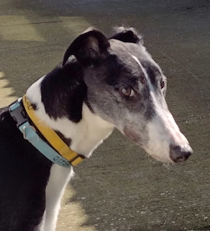 Mc Grath Homed, senior Greyhound for adoption at Fen Bank Greyhound Sanctuary, Friskney