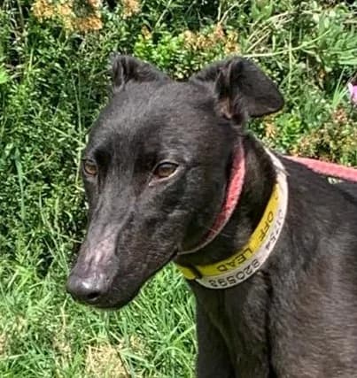 Lady Homed, Greyhound for adoption at Fen Bank Greyhound Sanctuary, Friskney