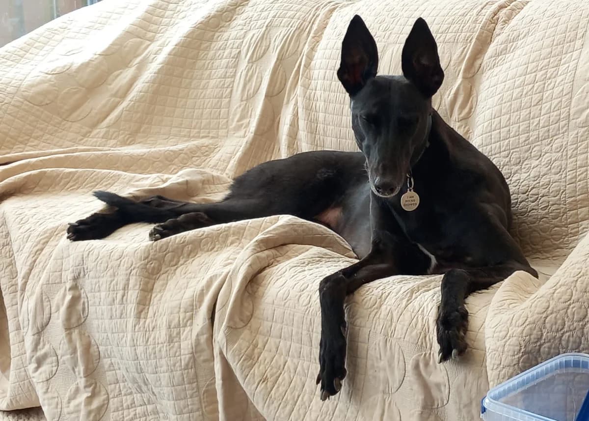 Lady, senior Greyhound for adoption at Fen Bank Greyhound Sanctuary, Friskney