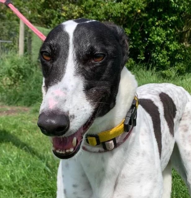 Molly Homed, Greyhound for adoption at Fen Bank Greyhound Sanctuary, Friskney