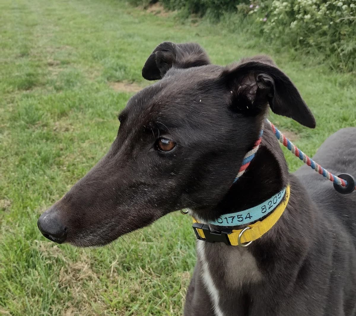 Rocco Homed, senior Greyhound for adoption at Fen Bank Greyhound Sanctuary, Friskney