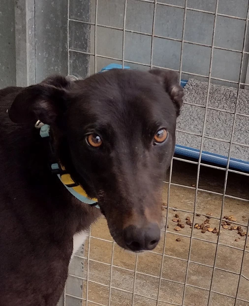 Hank hOMED, senior Greyhound for adoption at Fen Bank Greyhound Sanctuary, Friskney