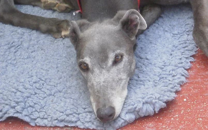 Mikey, 7yo Greyhound for adoption at Fen Bank Greyhound Sanctuary, Friskney