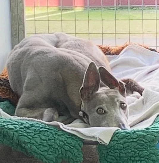 Foxy Homed, 7yo Greyhound for adoption at Fen Bank Greyhound Sanctuary, Friskney