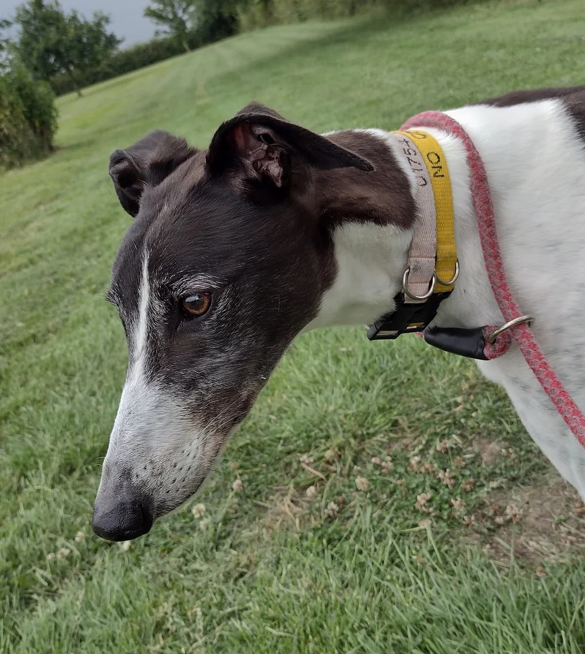 Bonnie HOMED, senior Greyhound for adoption at Fen Bank Greyhound Sanctuary, Friskney