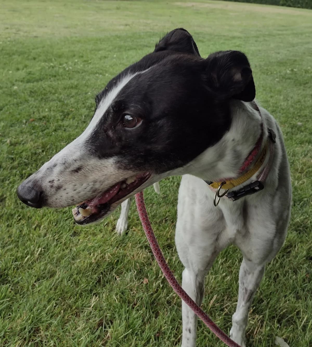 Heidi Homed, senior Greyhound for adoption at Fen Bank Greyhound Sanctuary, Friskney