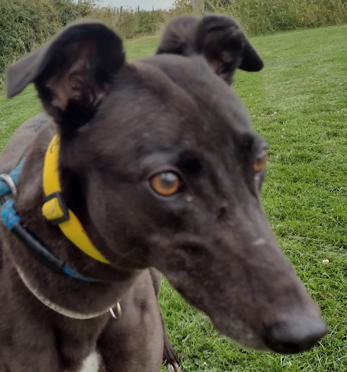 Otter Homed, senior Greyhound for adoption at Fen Bank Greyhound Sanctuary, Friskney