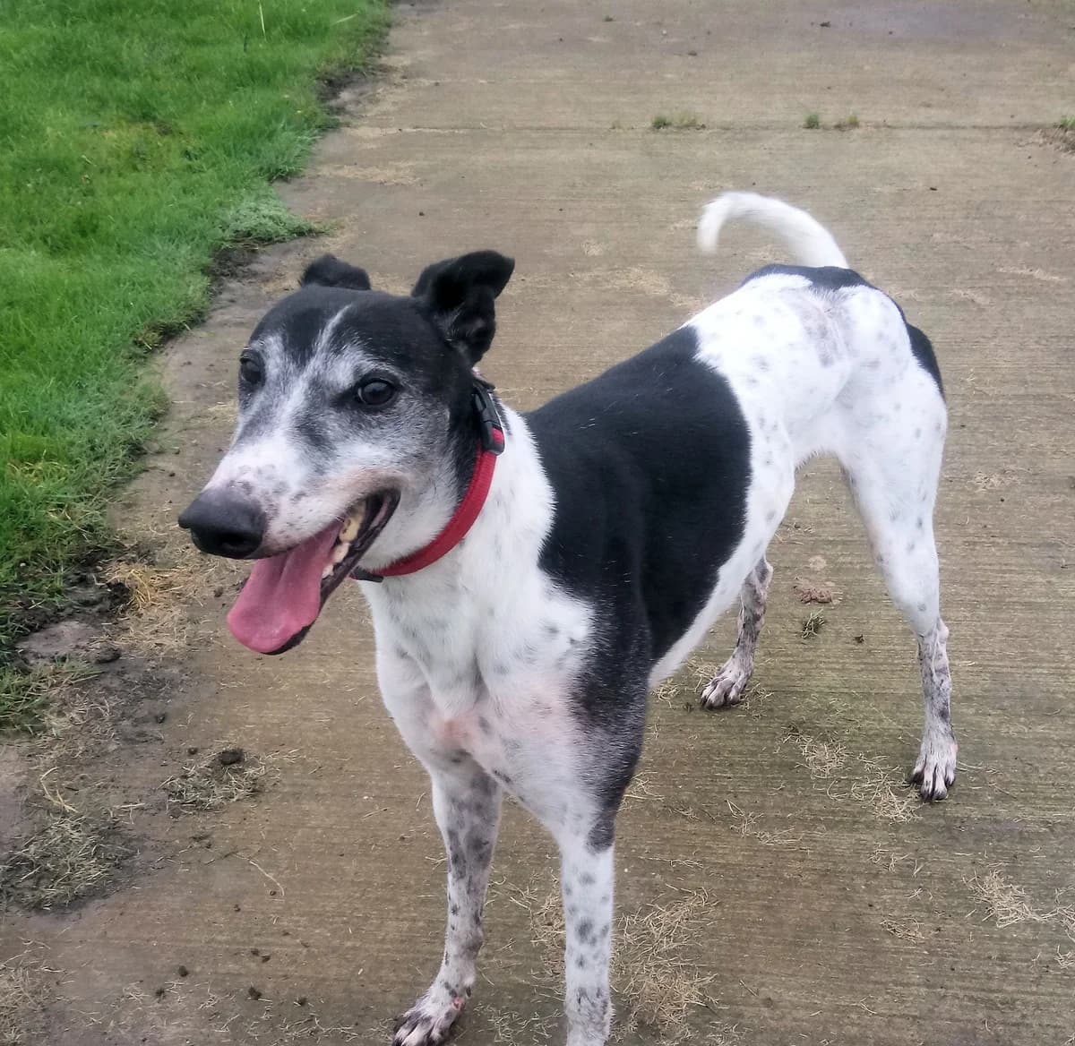 Seal Homed, Greyhound for adoption at Fen Bank Greyhound Sanctuary, Friskney