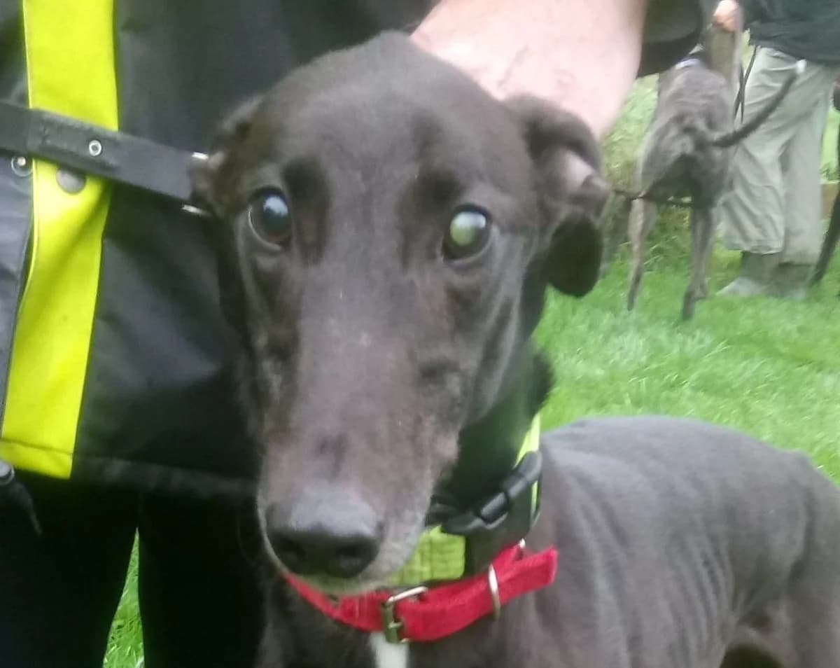 Cal Homed, 4yo Greyhound for adoption at Fen Bank Greyhound Sanctuary, Friskney