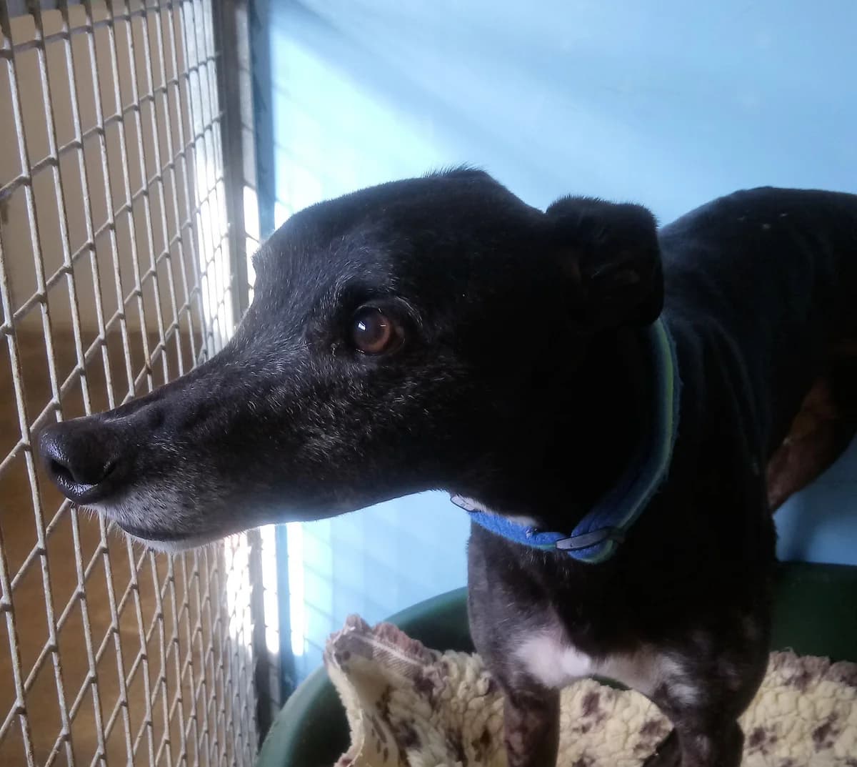 Ben HOMED, senior Greyhound for adoption at Fen Bank Greyhound Sanctuary, Friskney