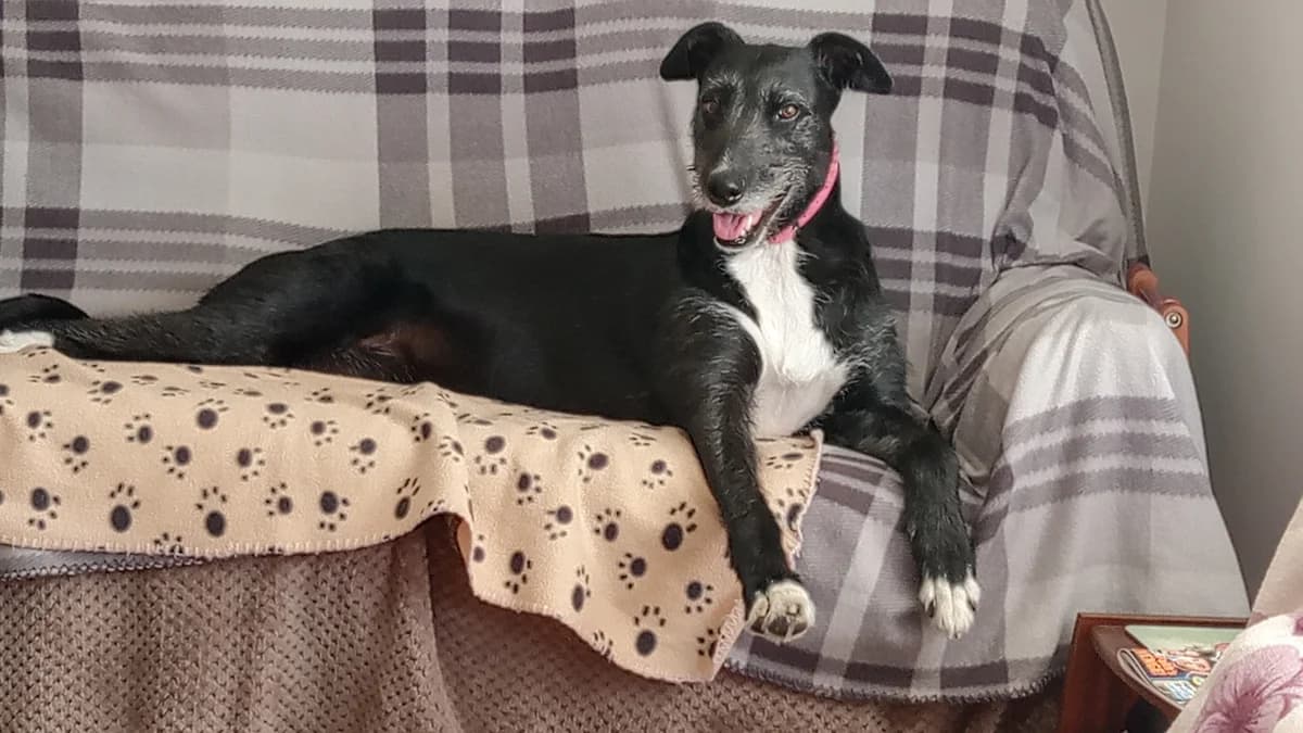 Breeze Homed, senior Greyhound for adoption at Fen Bank Greyhound Sanctuary, Friskney