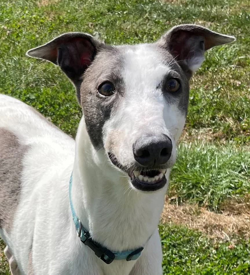 Prince Homed, Greyhound for adoption at Fen Bank Greyhound Sanctuary, Friskney