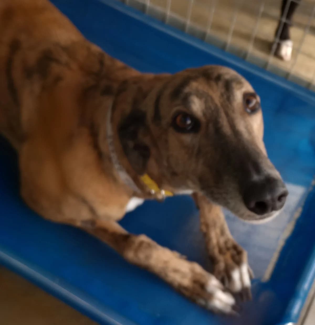 Doris Homed, Greyhound for adoption at Fen Bank Greyhound Sanctuary, Friskney