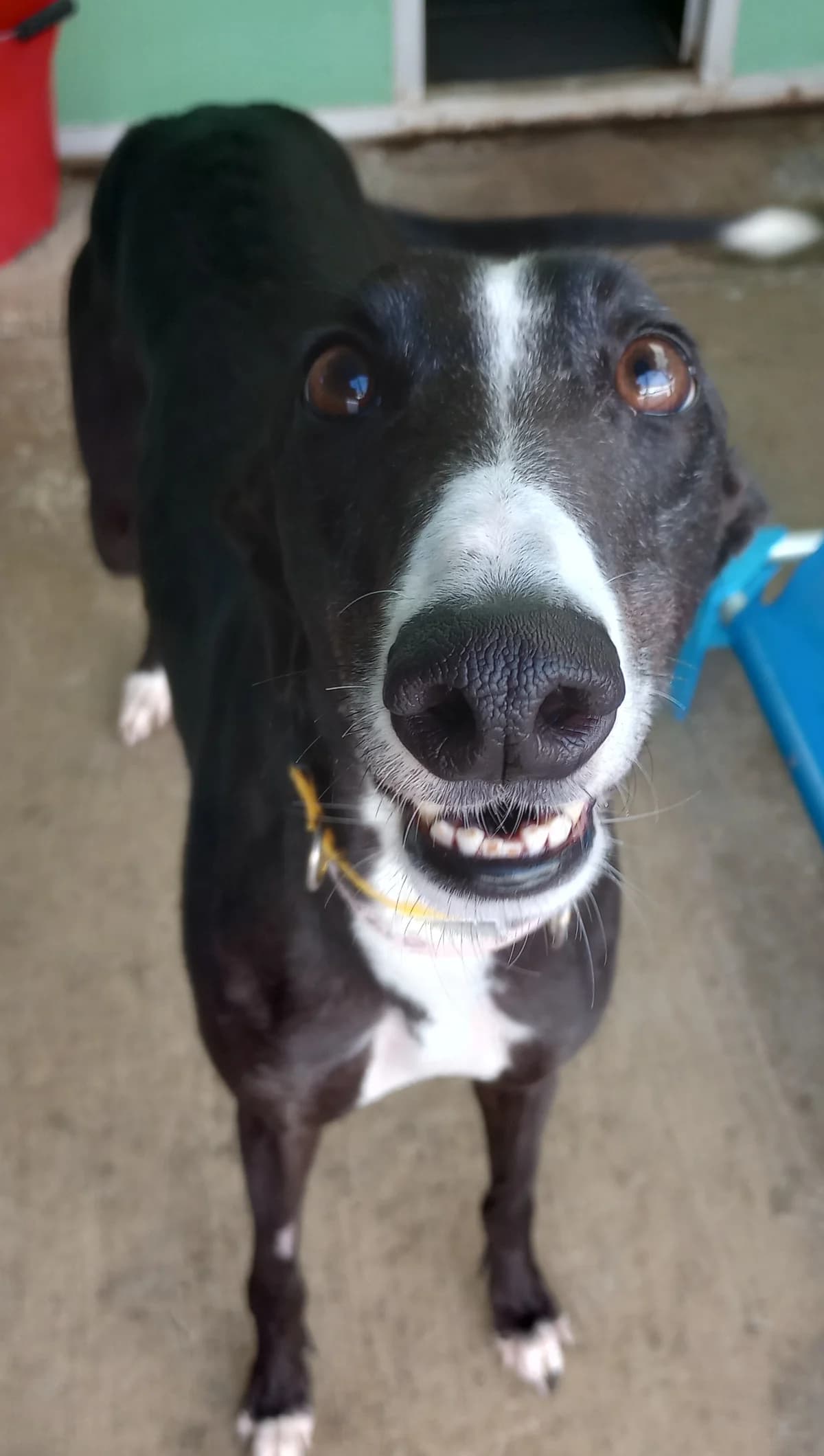 penelope Homed, Greyhound for adoption at Fen Bank Greyhound Sanctuary, Friskney