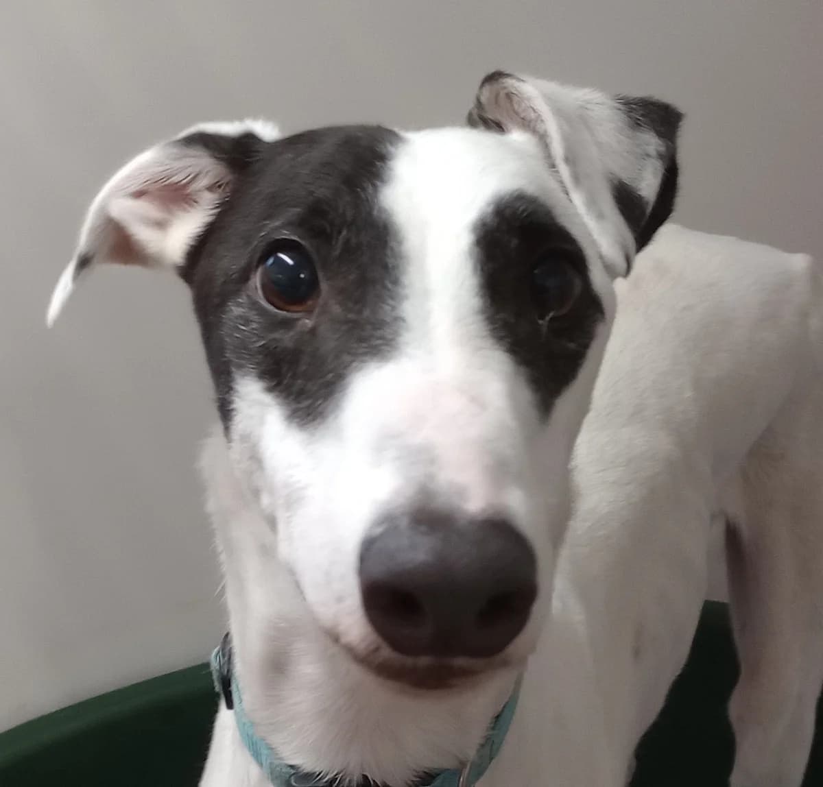 Rex Homed, Greyhound for adoption at Fen Bank Greyhound Sanctuary, Friskney