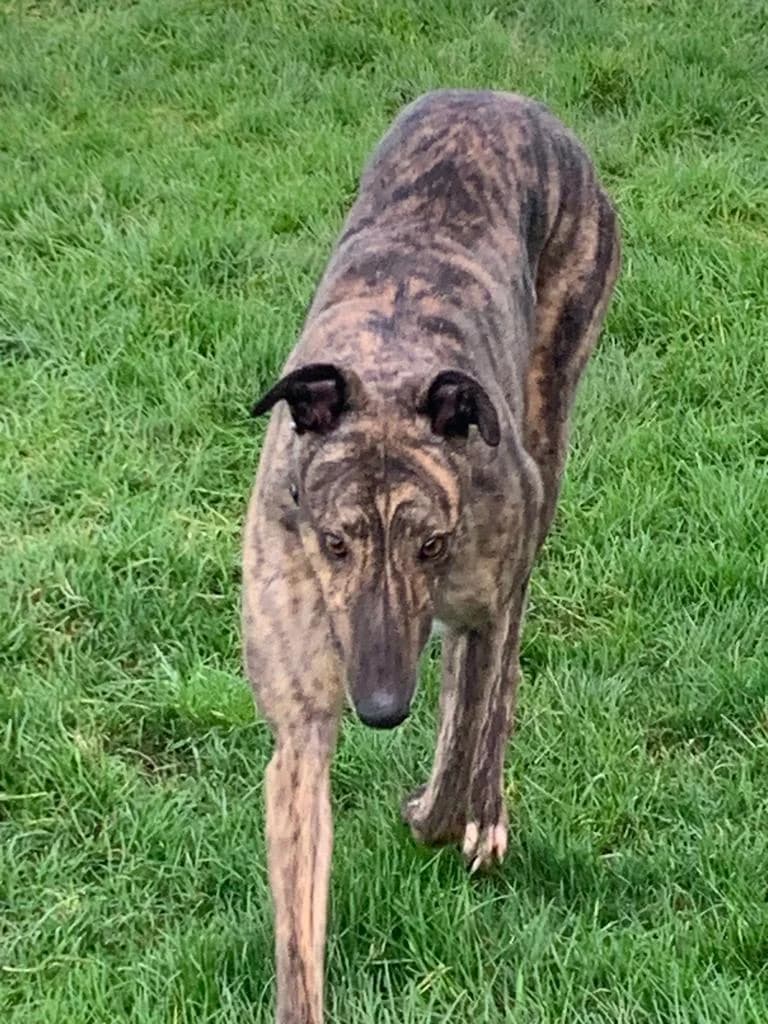 Tip Homed, 7yo Greyhound for adoption at Fen Bank Greyhound Sanctuary, Friskney