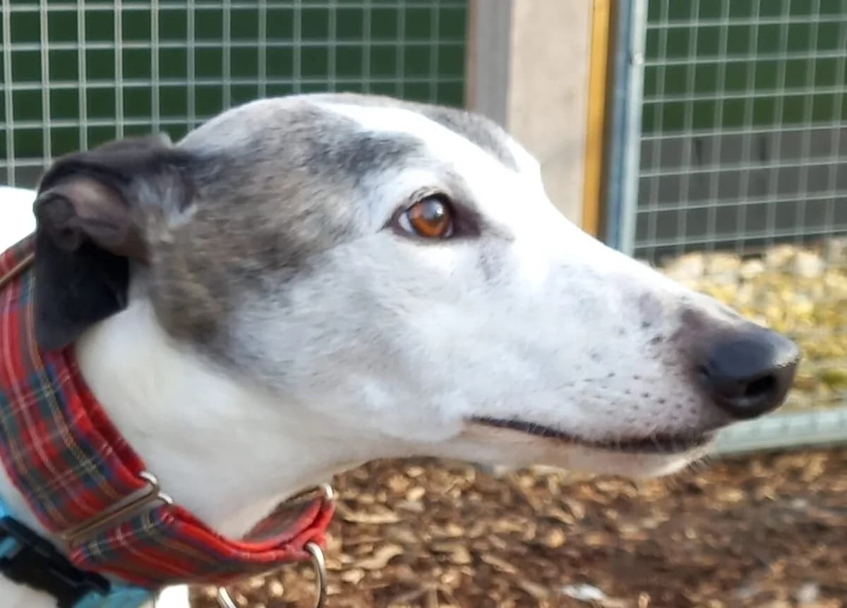 Oliver Homed, senior Greyhound for adoption at Fen Bank Greyhound Sanctuary, Friskney