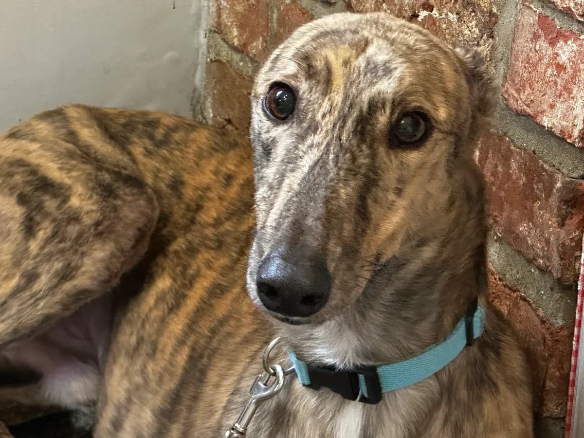 Kris homed, Greyhound for adoption at Fen Bank Greyhound Sanctuary, Friskney
