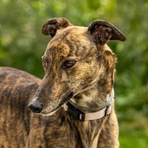 Ella Homed, senior Greyhound for adoption at Fen Bank Greyhound Sanctuary, Friskney