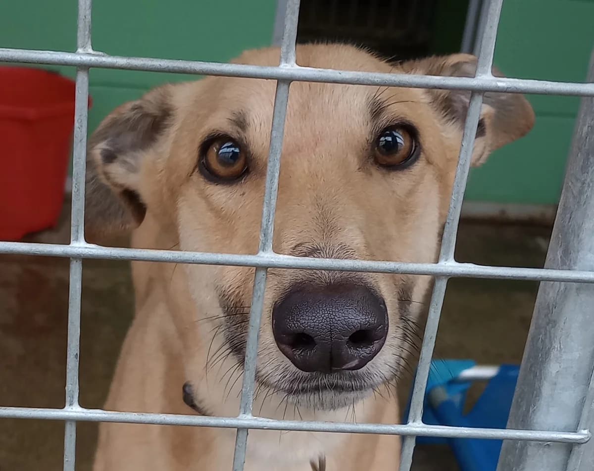 Sammy Homed, Greyhound for adoption at Fen Bank Greyhound Sanctuary, Friskney