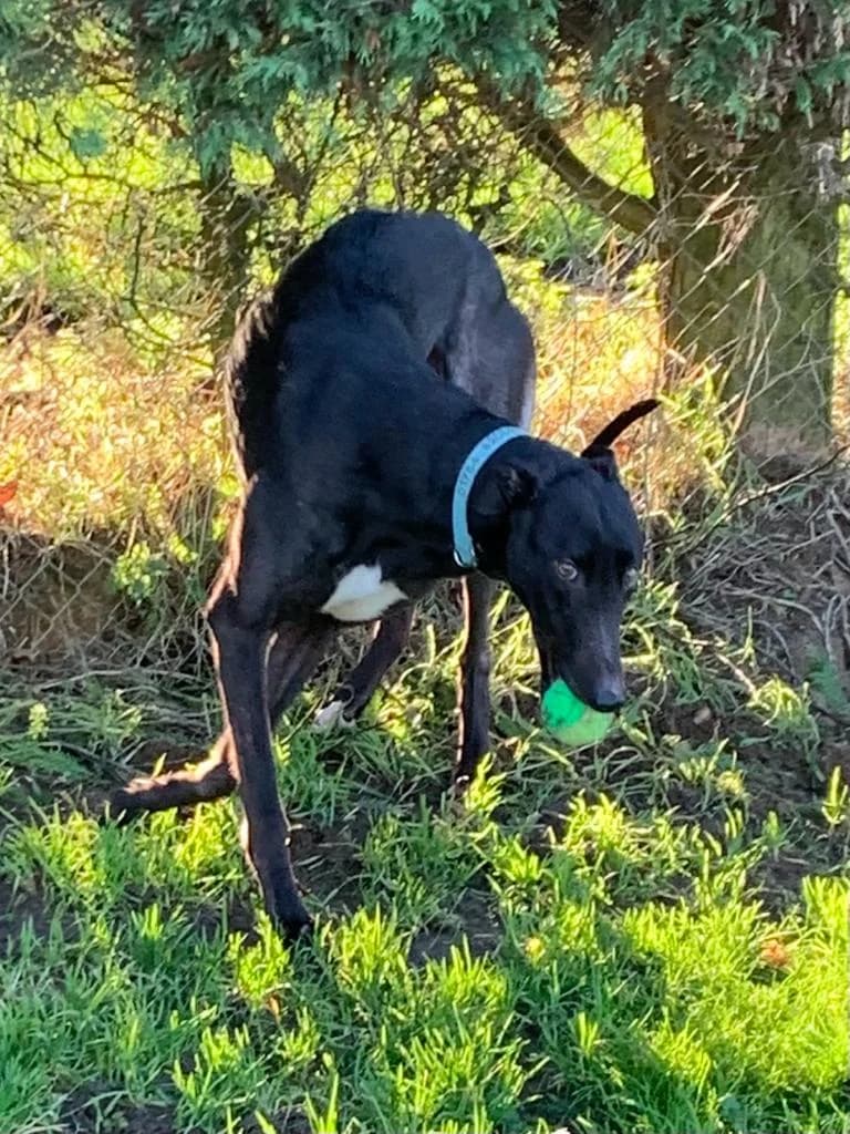 Frank Homed, 7yo Greyhound for adoption at Fen Bank Greyhound Sanctuary, Friskney