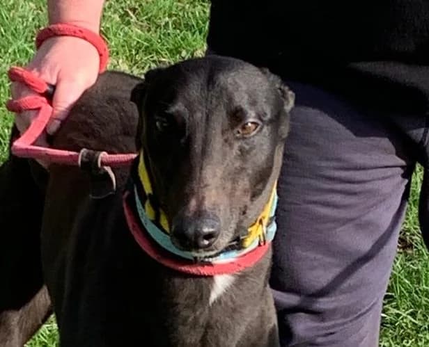 Alfie Homed, senior Greyhound for adoption at Fen Bank Greyhound Sanctuary, Friskney